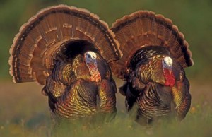 Turkeys