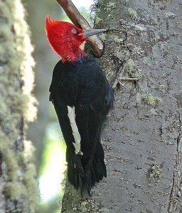 Magellanic woodpecker