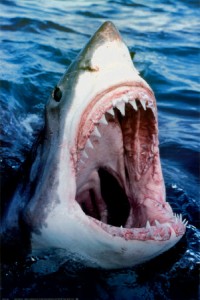 SharkAttack