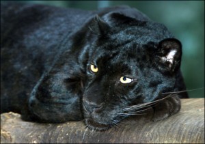 black leopard resting