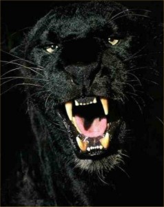 Cat13