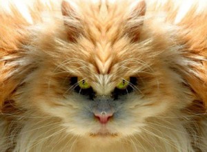 Cat2