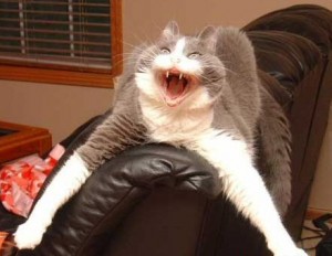 Cat4