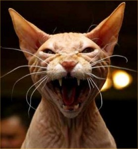 Cat5