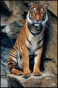 Cat6