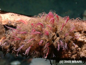 O. frankpressi - whale-fall worms O. frankpressi - whale-fall worms