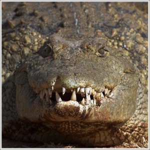 Gator
