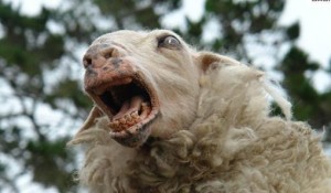 blacksheep