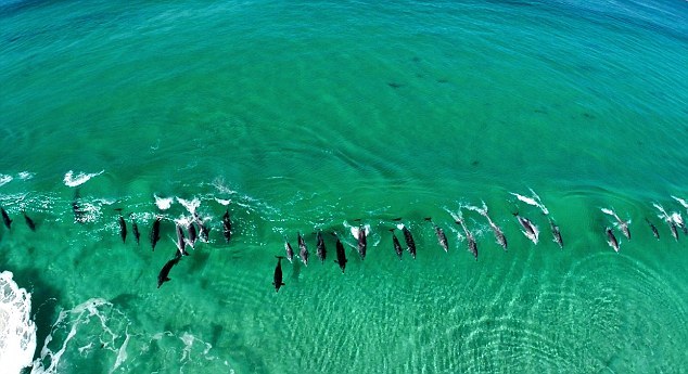 surfing dolphins