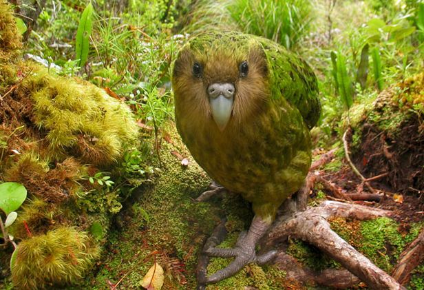 the-kakapo